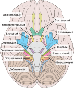 cranialnerves