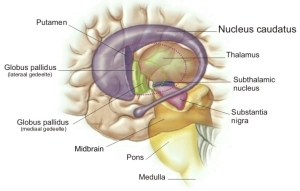 nucleus_caudatus