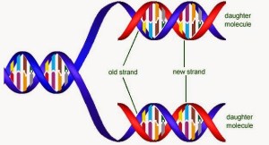 Dna-Replication-Semiconservative